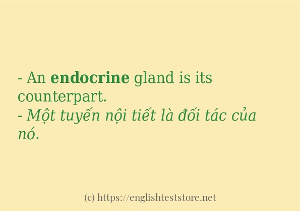 endocrine ví dụ và cách sử dụng trong câu