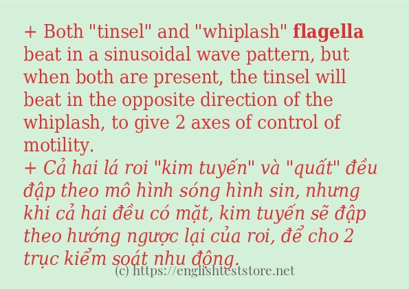 flagella có bao nhiêu cách sử dụng?