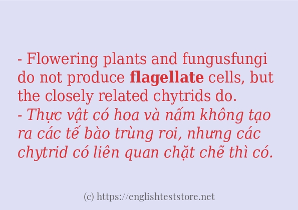 flagellate sử dụng như thế nào?