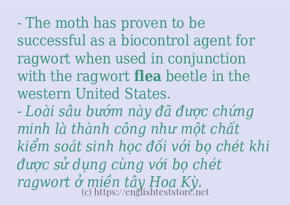 flea cách sử dụng và câu ví dụ