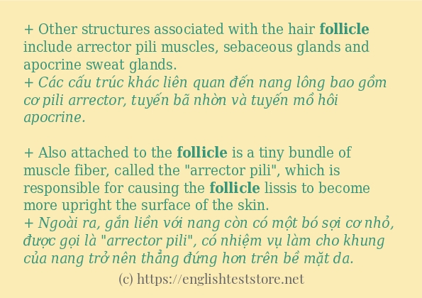 follicle áp dụng trong câu và ví dụ