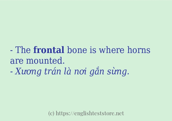 frontal cách dùng và ví dụ trong câu