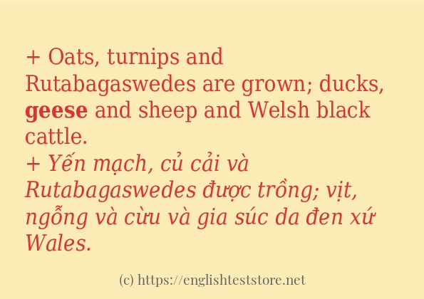 geese ví dụ cách dùng trong câu geese ví dụ cách dùng trong câu