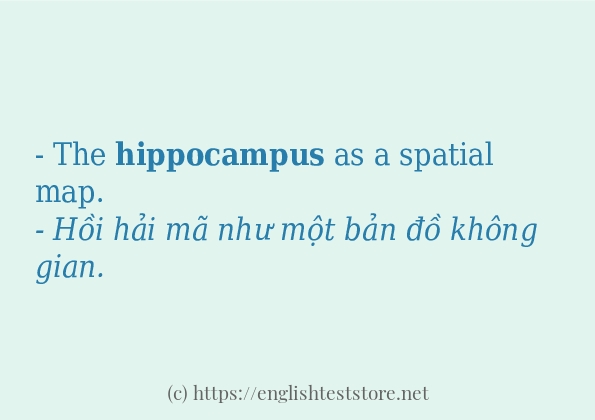 hippocampus ví dụ cách dùng trong câu