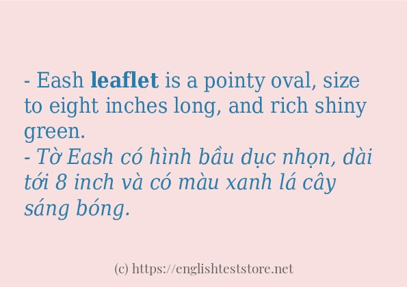 leaflet ví dụ và cách sử dụng trong câu