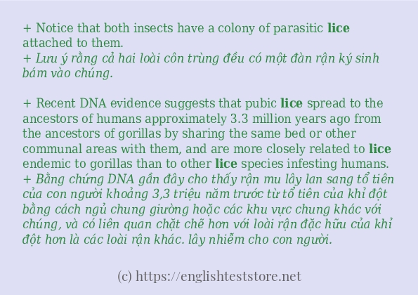 lice dùng như thế nào?