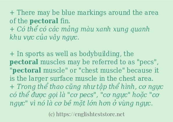 pectoral câu ví dụ về cách dùng