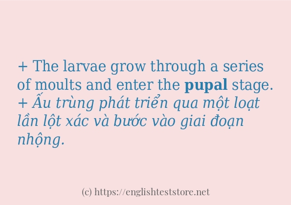 pupal các ví dụ và câu điển hình