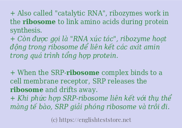 ribosome có bao nhiêu cách dùng?