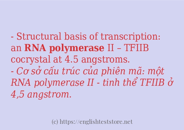 rna polymerase sử dụng thực tế trong câu rna polymerase sử dụng thực tế trong câu