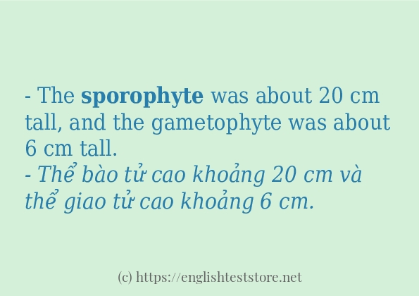 sporophyte sử dụng như thế nào?