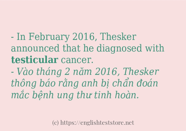 testicular các cách dùng và câu ví dụ