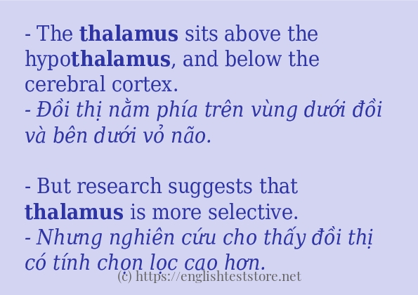 thalamus áp dụng trong câu và ví dụ