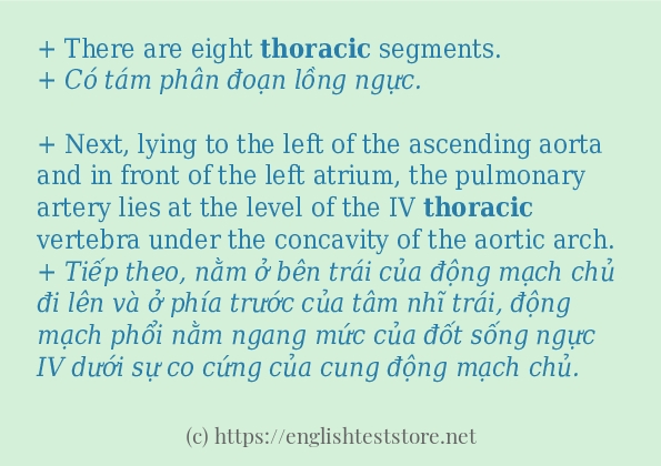 thoracic cách sử dụng và câu ví dụ