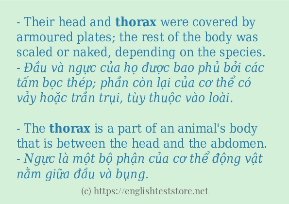 thorax cách dùng và câu ví dụ