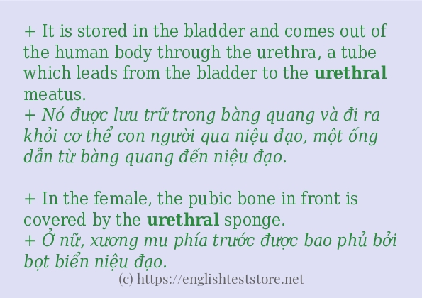 urethral dùng như thế nào? urethral dùng như thế nào?