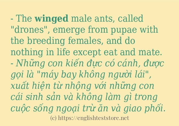 winged sử dụng như thế nào?