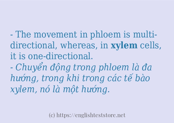 xylem cách sử dụng trong câu và ví dụ