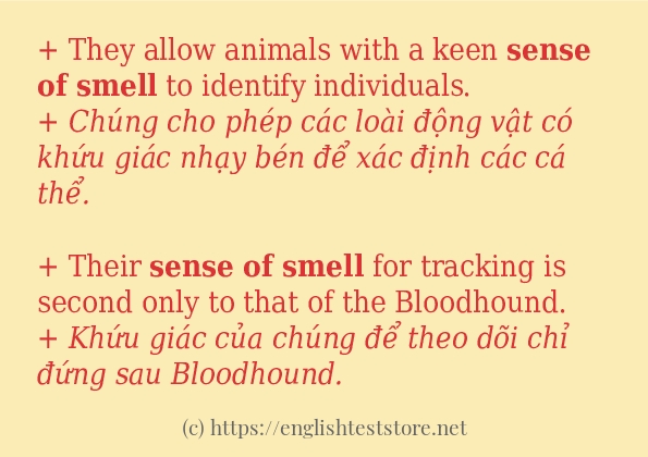 Cách dùng và câu ví dụ của từ sense of smell