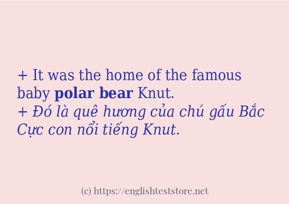 Polar bear các cách dùng và câu ví dụ