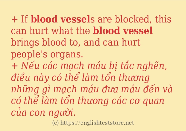 Cách dùng từ blood vessel